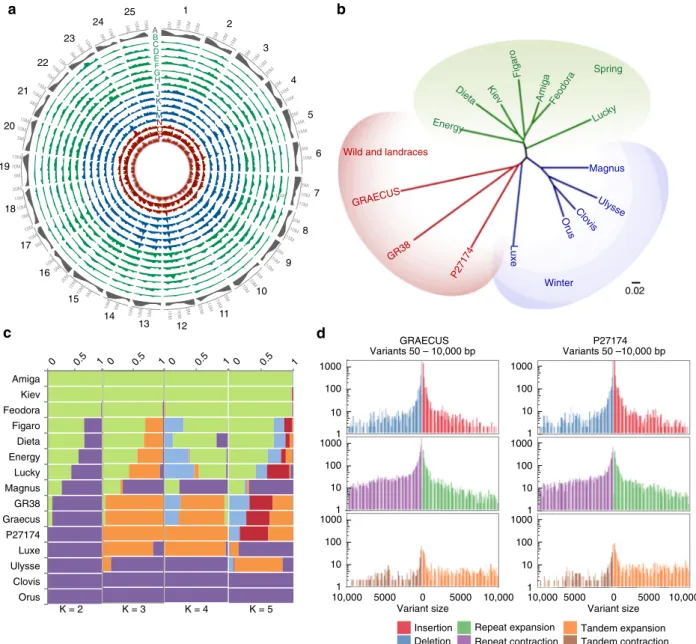 Fig. 2 White Lupin diversity and evolution history. a SNP density identi ﬁ ed by resequencing of 15 accessions of white lupin