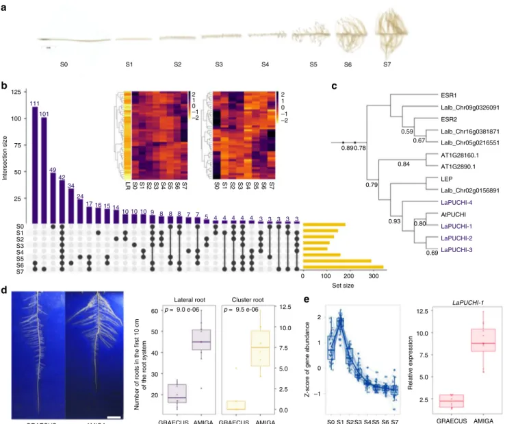 Fig. 5 Molecular events of root system establishment in white lupin. a 8 developmental stages of cluster root development used for transcriptomic studies, showing the formation of numerous rootlets