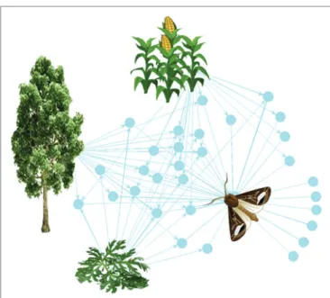 FIGURE 1  |  The plant-VPC-insect network. The complex odorscape of a  moth (Agrotis ipsilon) shown as a communication network between plants,  VPCs, and insect spaces