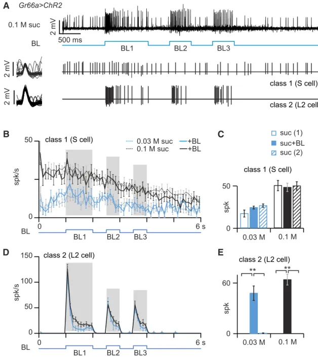 Figure 8. Optogenetic activation of the bitter-sensing cell does not inhibit responses to sugar