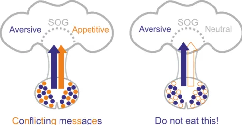 Figure 10. Sugar-sensing inhibition simplifies the processing of conflicting messages