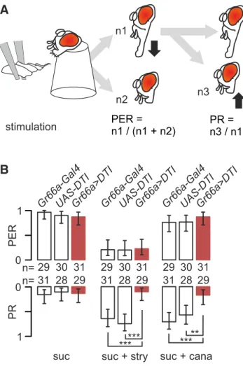 Figure 1. Strychnine-induced inhibition of the PER is not affected by the ablation of labellar taste neurons expressing Gr66a, whereas PR activation is reduced.A, The proboscis of restrained flies was stimulated with a wick soaked with test solution for 5 