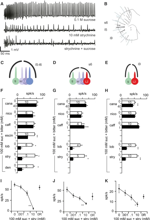 Figure 5. Bitter chemicals differ in their capacity to inhibit sucrose detection. A, Representative sample of strychnine-induced inhibition of the responses to sugar in taste sensilla obtained with a tip-recording electrode