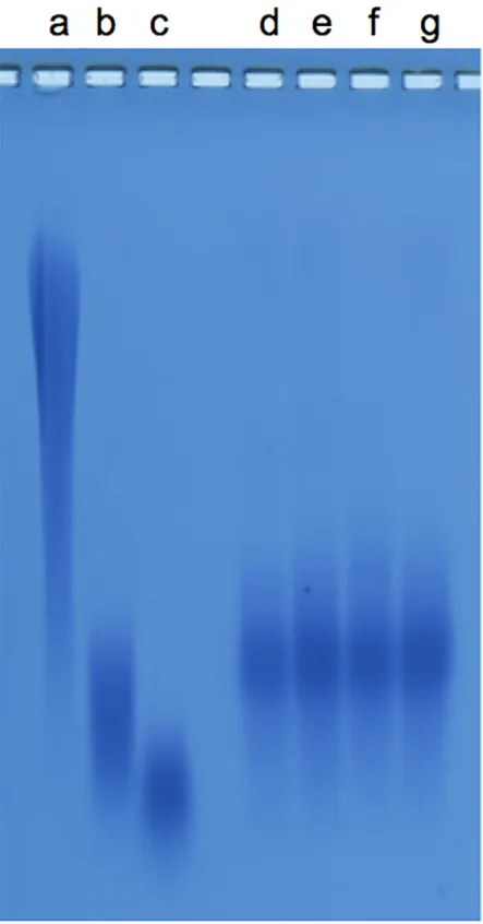 Fig 2. Profile migration of PGA (Poly-g-glutamate) on 0.8% agarose gel electrophoresis