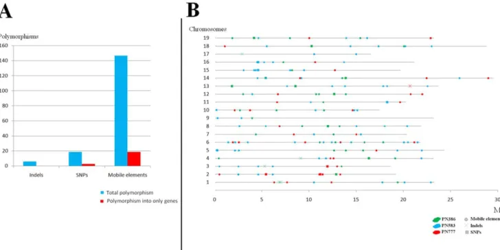 Figure 2. Results from polymorphism call. A) Number of polymorphisms detected between, each pair of clones; Numbers of SSR, SNP, indel and mobile element polymorphisms between each pair of clones in regions of 6.00 fold genome coverage only covering 4.5 Mb