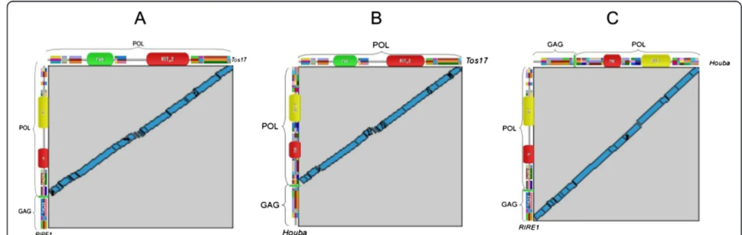 Figure 3 Structural comparisons. Comparison between the protein structures of (A) RIRE1 and Tos17, (B) Houba and Tos17, and (C) RIRE1 and Houba