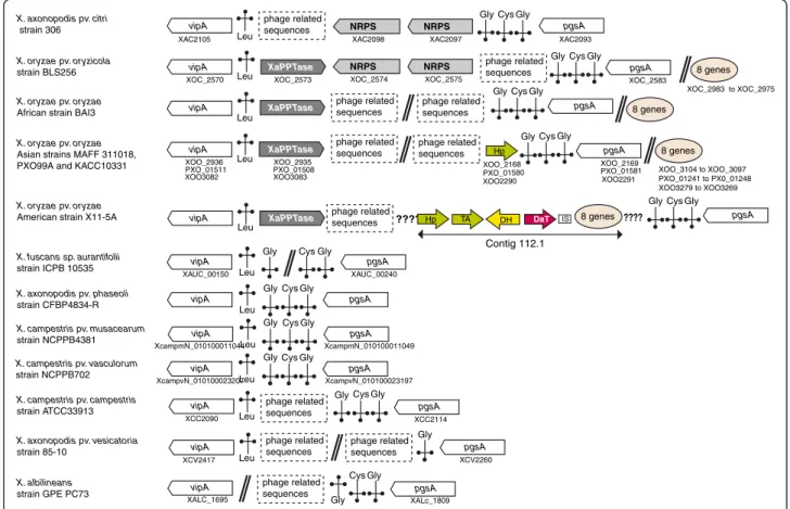 Figure 1 Physical map of the genomic region containing the XaPPTase gene in Xanthomonas oryzae strains and of the corresponding region in other sequenced species of Xanthomonas 