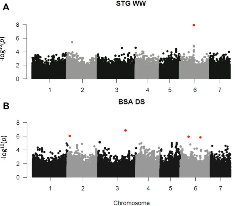 Fig 4. Significant associations for STG and BSA. The whole-genome was scanned using 392,493 SNPs for association with MAF&gt;0.05