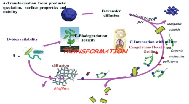 Fig. 4 Transfer, transformation and flux of NMs within the environment showing the links between the different disciplines.