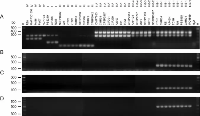 Fig. 1. Validation of the specificity of the IPO_00043, IPO_02090, and IPO_02155 genes for IIB1 strains of Ralstonia solanacearum