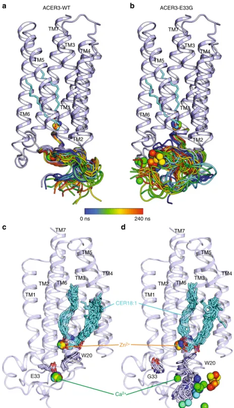 Fig. 6 MD simulations of ACER3 wild-type and E33G mutant Snapshots of the calculated N-terminus domain trajectories during a 240 ns long MD simulation (from blue to red, taken every 10 ns) for the wild-type (a) or E33G mutant (b) showing that the mutation 