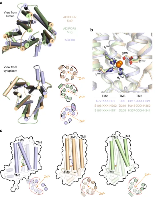 Fig. 4 Comparison of ACER3 and ADIPORs structures. a Superposition of ADIPOR1 (light green), ADIPOR2 (dark yellow), and ACER3 (light blue) represented with cylindrical transmembrane helices viewed from the lumen (top) or from the cytoplasm (bottom)