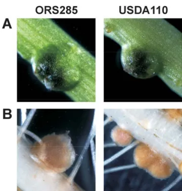 Fig. 5. Nodules induced on Aeschynomene afraspera by Bradyrhizobium sp. strain ORS285 and Bradyrhizobium japonicum USDA110 have the  same morphology