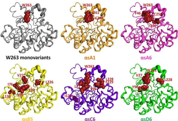 Figure 7.  Overview of SsoPox wild-type and variants properties. Catalytic efficiencies towards 