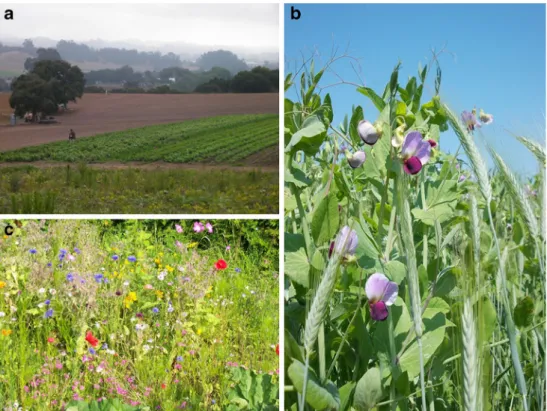 Fig. 3 Classification of multiple cropping systems. Colored boxes show cultivars or species cultivated for grain production