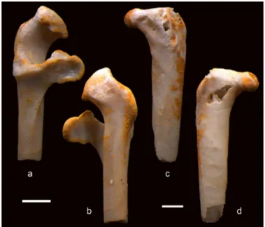 Figure 1. Chambicuculus pusillus,  a-b: left coracoid, omal part, CBI-1-561,  dorsal view (a) and ventral view (b); c-d: right femur, proximal part,  CBI-1-562, dorsal view (c) and ventral view (d)