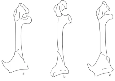 Figure 2. Left coracoids of recent Cuculidae, in dorsal view. a:  Cuculus  canorus; b: Centropus senegalensis; c: Clamator glandarius.