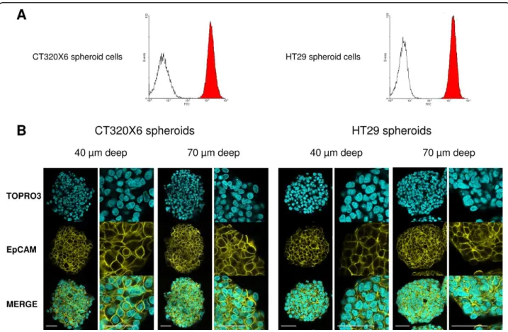 Figure 1 Homogeneous penetration of EpCAM-FITC antibody in whole spheroids. (A) Flow cytometry analysis of CT320X6 (left histogram) and HT29 (right histogram) cells from dissociated spheroids