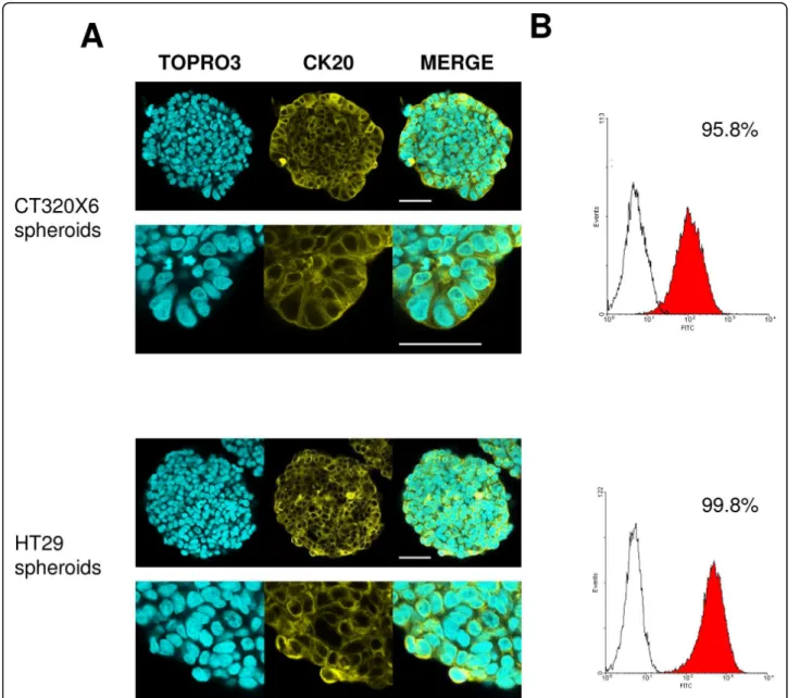 Figure 2 CK20 expression in colon cancer spheroids. (A) CT320X6 (upper panel) and HT29 (lower panel) spheroids were immunostained against CK20 (yellow) and nuclei were counterstained with TOPRO-3 (cyan)