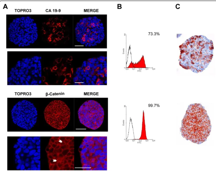 Figure 3 CA 19-9 and b-catenin expression in HT29 spheroids. (A) HT29 spheroids were immunostained against CA 19-9 (red, upper panel) or b-catenin (red, lower panel) and nuclei were counterstained with TOPRO-3 (blue)