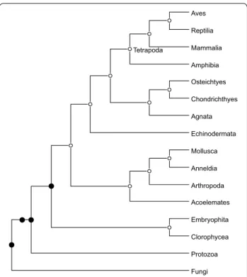 Fig. 6  The species tree phylogeny for the 16 eukaryotes studied  by Guigó et al. Black nodes indicate the location of segmental  duplications detected by our algorithm (the 2 black circles suggest  two consecutive segmental duplications)