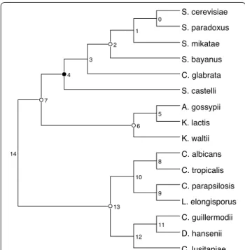 Fig. 7  The species tree phylogeny for the yeast data set described in  [2]. Numbers at the internal nodes are meaningless and are only used  to refer to the nodes in the main text