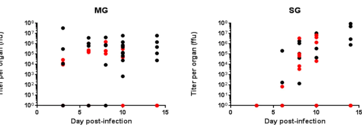 Figure 2. Titration of the Zika virus (ZIKV) in mosquito organs (MG and SG) at different days post- post-infection