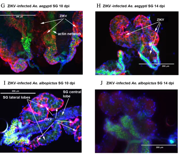 Figure 5. Dynamics of ZIKV infection in MG and SG of Ae. aegypti and Ae. albopictus at 10 and 14 dpi  by microscopy