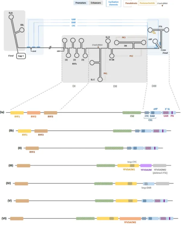 Figure 1. Functional sequences and secondary structures within Yellow fever virus (YFV) genome: 