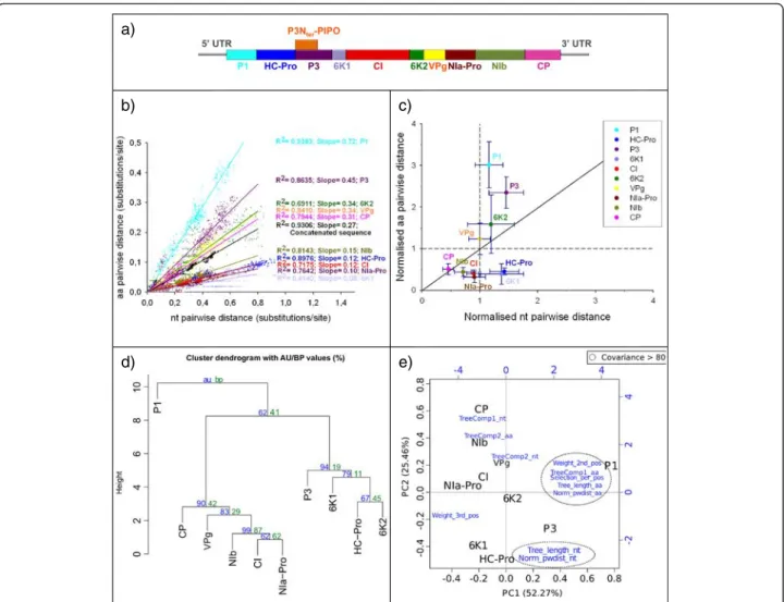 Fig. 4 a TuMV genome organisation. b Nucleotide distance vs amino acid distance of the TuMV