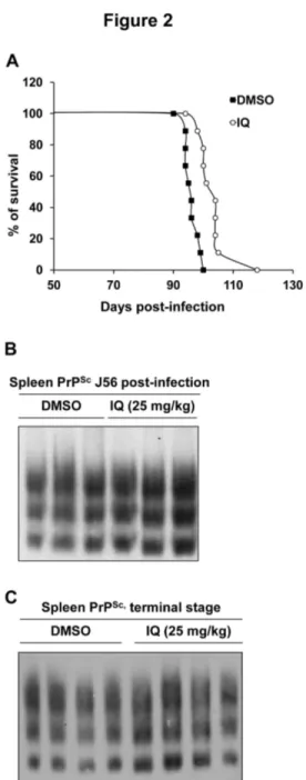 Figure  2.    IQ  extends  survival  time  in  a  mouse  model  for prion  diseases.    Transgenic  mice  overexpressing  ovine  PrP were  intraperitoneally  infected  with  scrapie
