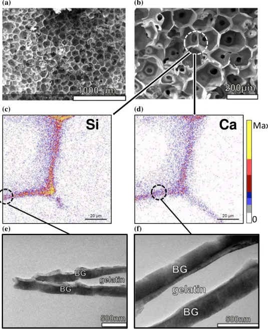 Figure 1 a–b SEM micrographs of bioactive glass-coated gelatin scaffold, c–d PIXE chemical maps showing the cross-sectional distribution of silicon and calcium inside the scaffold