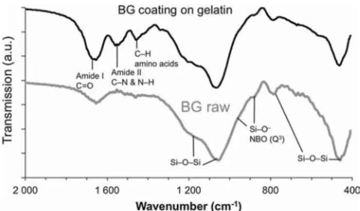 Figure 1 shows the multiscale characterization of as obtained BG-coated gelatin scaffolds, from the macroscopic down to the submicron scale