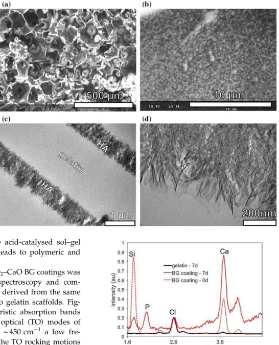Figure 4 EDXS spectra showing the elemental composition of non-coated gelatin scaffold and BG-coated gelatin scaffold after 7 days of immersion in SBF