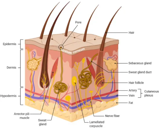 Figure  1.  Schematic  representation  of  the  three  layers  of  the  skin  with  the  skin  appendages,  the  vasculature, and the nerves (created with BioRender.com)