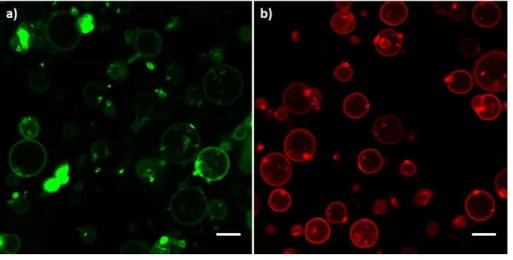 Figure 2 POPC vesicles labelled with fluorescent probes. a) POPC and BODIPY-copolymer 99.98 %: 0.02 %; 