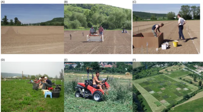 Fig. 1. Impressions from the Jena Experiment. (A) View of field site before sowing, (B) Sowing of large plots, (C) Sowing of small plots, (D) Weeding, (E) Mowing, (F) Aerial view of the field site in 2006