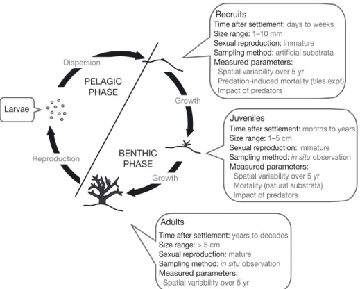 Fig. 1. Coral life cycle, showing the specificities of the 3 benthic stages — recruit,  juvenile and adult — and the parameters measured in the present study