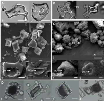 Figure 8. SEM images of the polished section showing convex silica surfaces (Si) in the epoxy resin (r)