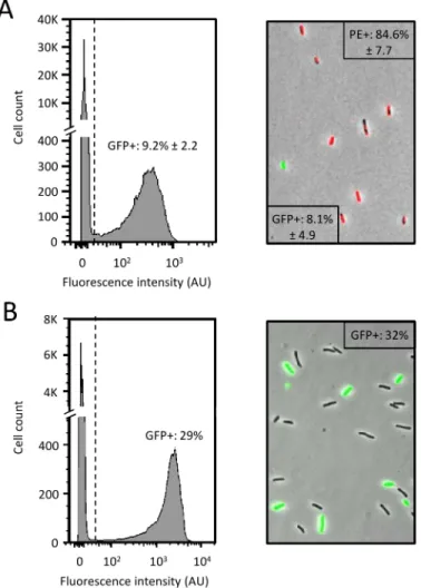 Fig 5. Specific detection of E . coli TD2158 with the phagosensor HK620::PrrnB-gfp. Co-cultures of E.