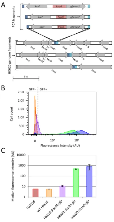 Fig 1. Characterisation of phagosensor constructs. (A) Three PCR fragments containing the gfpmut2 gene under the control of either PrrnB, PrplU or PbolA promoter (red boxes), the kanamycin  resistance-cassette and 80 bp homologous to the insertion region (