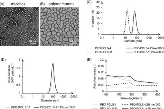 Figure 1. Micelles (PEO-PCL 5-4) and polymersomes (PEO-PCL 5-11) size and charge characterizations: Transmission electron microscopy (A,B); DLS analyses (C);