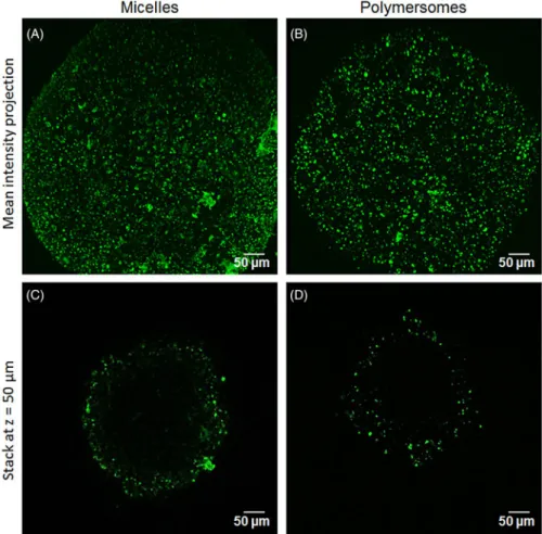 Figure 3. DiO penetration in 3D tumor spheroid depending on the nanocarriers: two-photon microscopy images of the mean intensity projection of DiO fluores- fluores-cence from HCT-116 spheroids exposed for 24 h to micelles (A) and polymersomes (B)