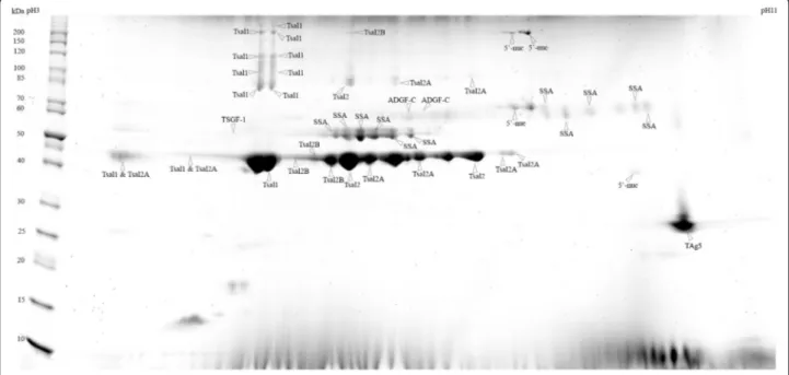 Fig. 1 2D gel profile (SDS-PAGE) of Glossina morsitans submorsitans secreted salivary proteins