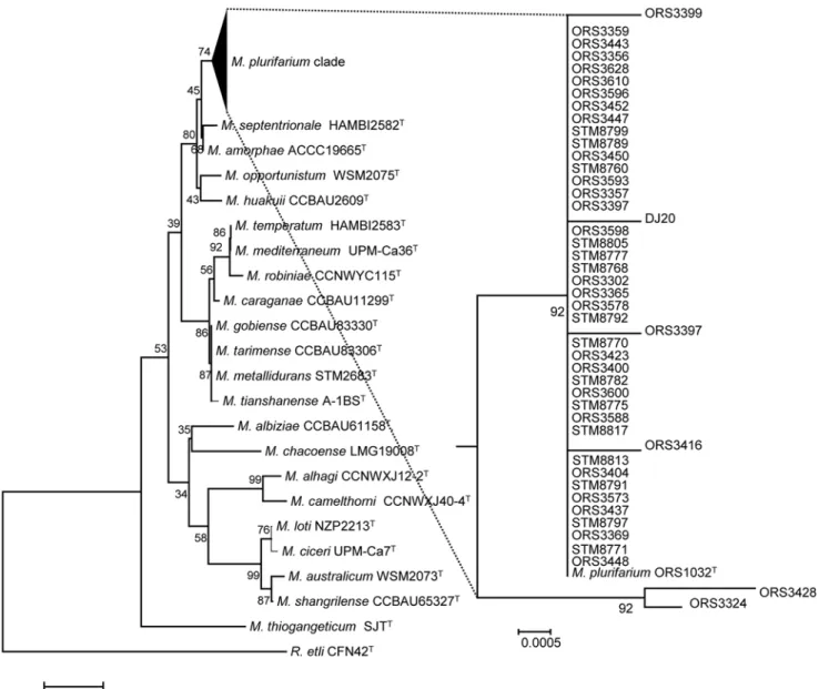 Fig 2. Phylogeny of the 16S rRNA marker of the Mesorhizobium collection, built by neighbor joining from a distance matrix corrected by the Kimura-2 method
