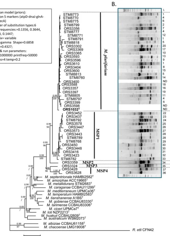 Fig 3. Bayesian phylogeny of the 5 markers alignment (atpD-dnaJ-glnA-gyrB-recA) (A) and rep-PCR fingerprints (B) of the Mesorhizobium collection