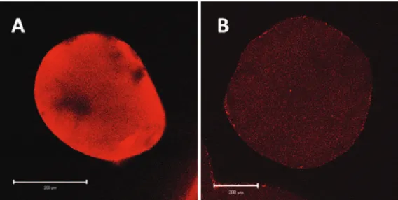 Fig. 9. Erythrosin in vitro release from apatite–LMAP microspheres composites in SBF pH 7.25 at 37 ◦ C (×: apatite/ERY-LMAP 6% composite;  : apatite/ERY-LMAP9%