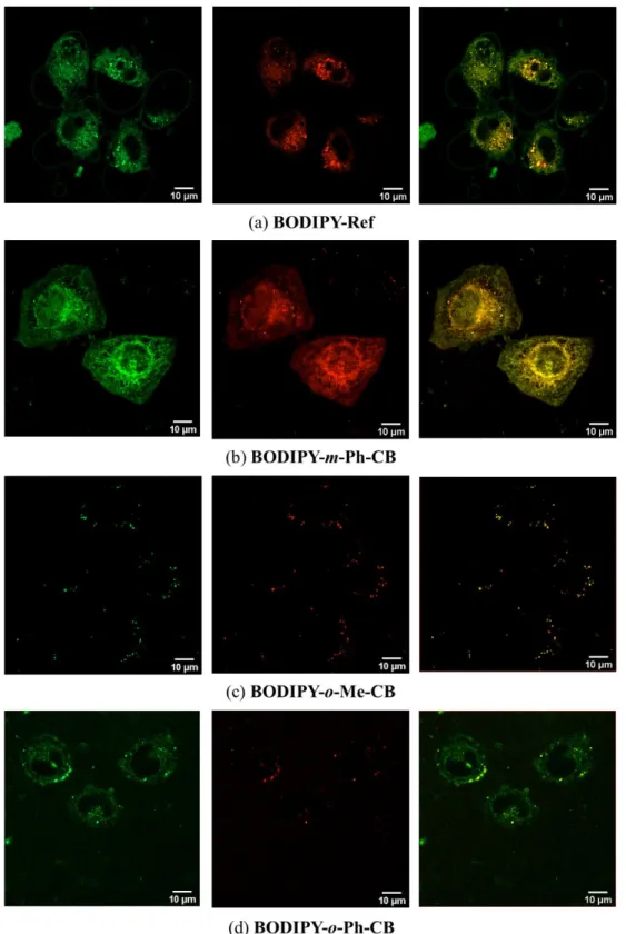 Figure  7.  Confocal  images  of  10  μM  fluorophores  in  live  HeLa  cells  after  30  min  incubation