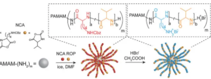 Figure  11.  Star-shaped  antimicrobial  copolypeptides  of  lysine  and  valine  prepared  from  different  dendritic  structures (number of arms from 4 to 16)