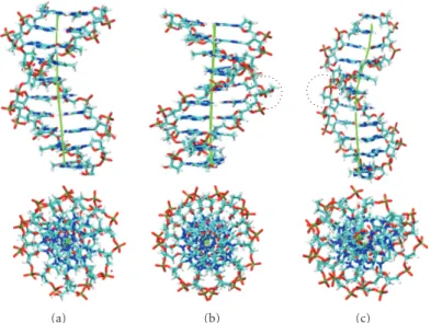 Figure 6: Side and top views of B-type duplex produced by molecular dynamics simulations, the double-helix axes are outlined in green